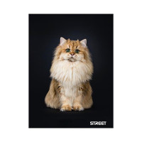 ZVEZEK STREET FRIENDS A5 ČRTE